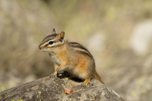 chipmunk